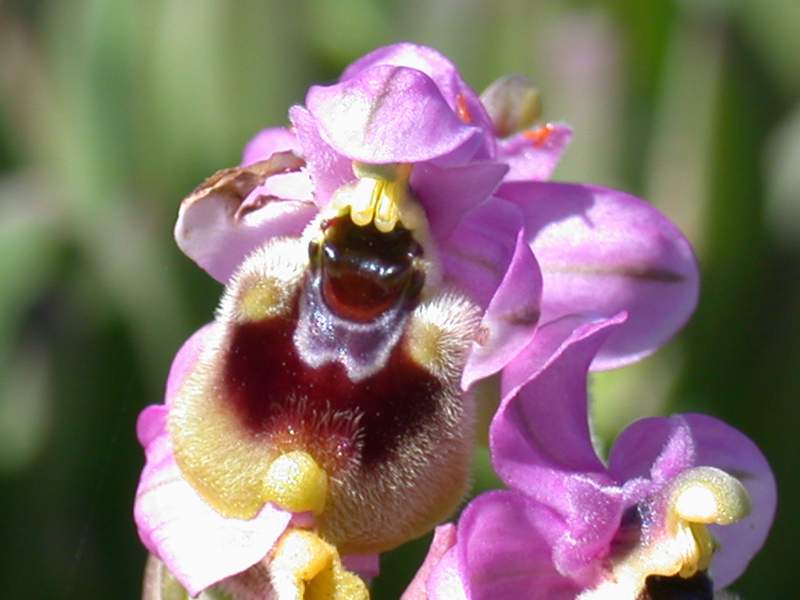 Orchidee da La Maddalena